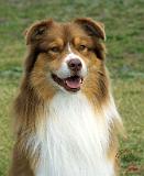 Australian Shepherd